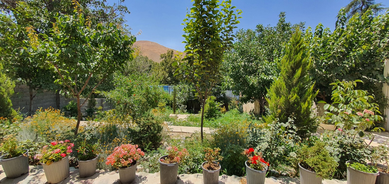 حیاط