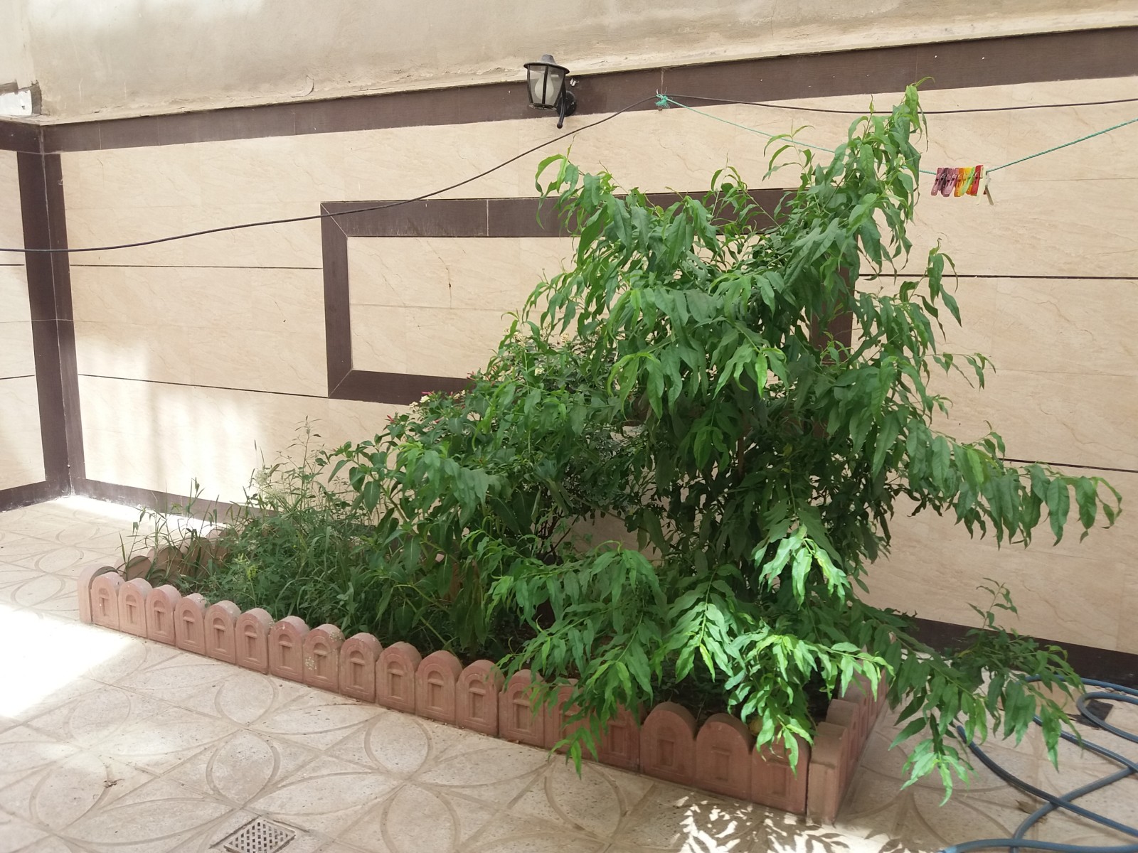 حیاط