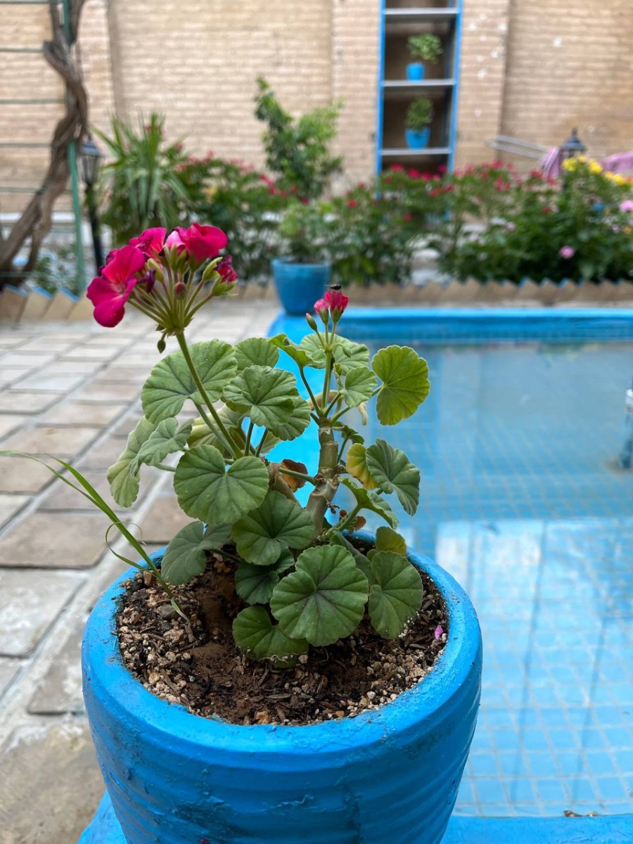 حیاط