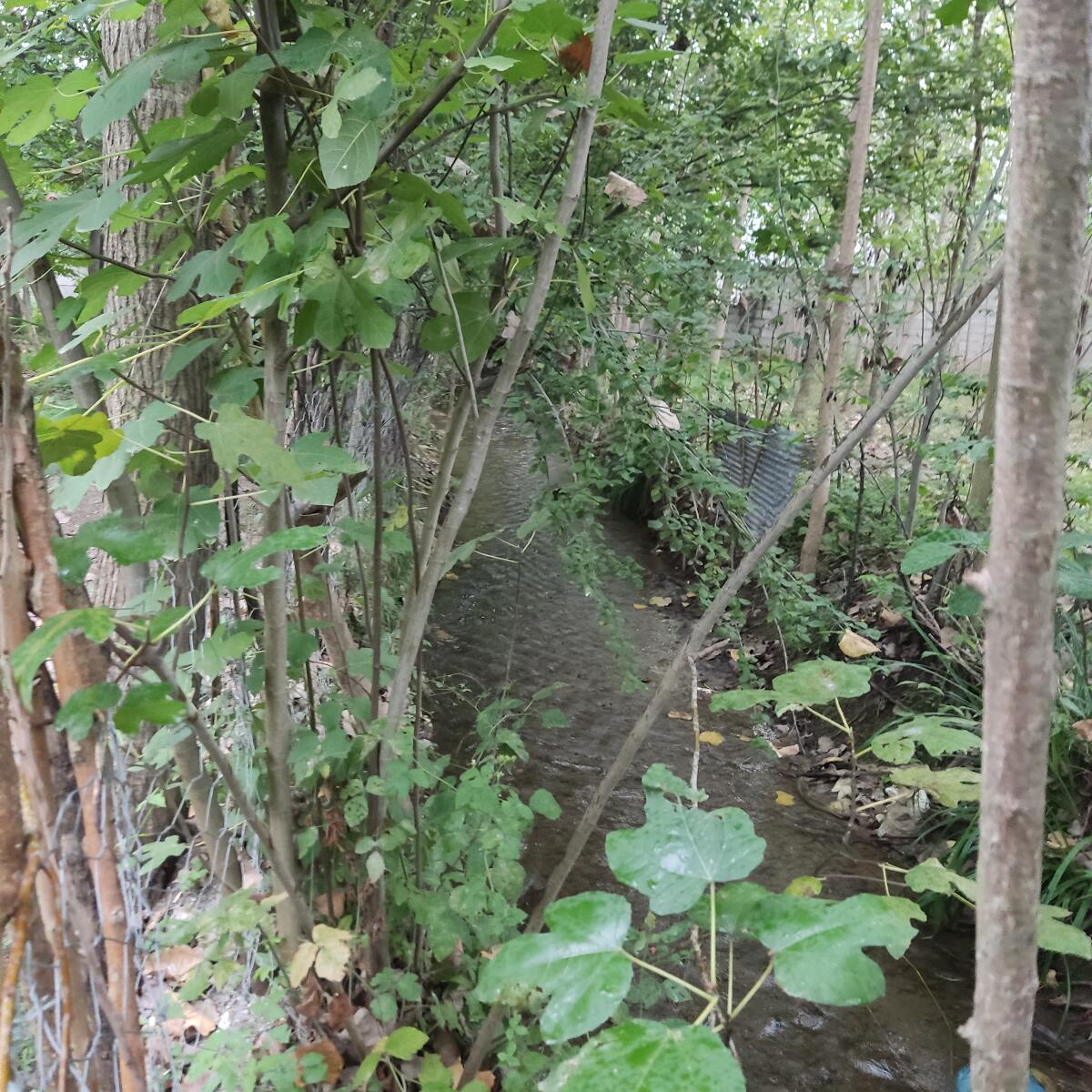 رودخانه رودخانه