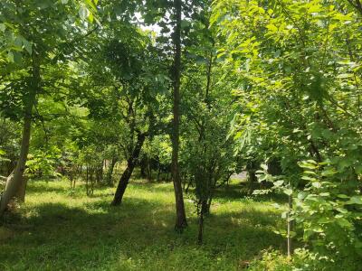 باغ ویلای جنگلی کنار رودخانه اختصاصی حمید
