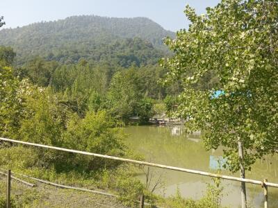 کلبه جنگلی سوادکوه تک خوابه در لفور