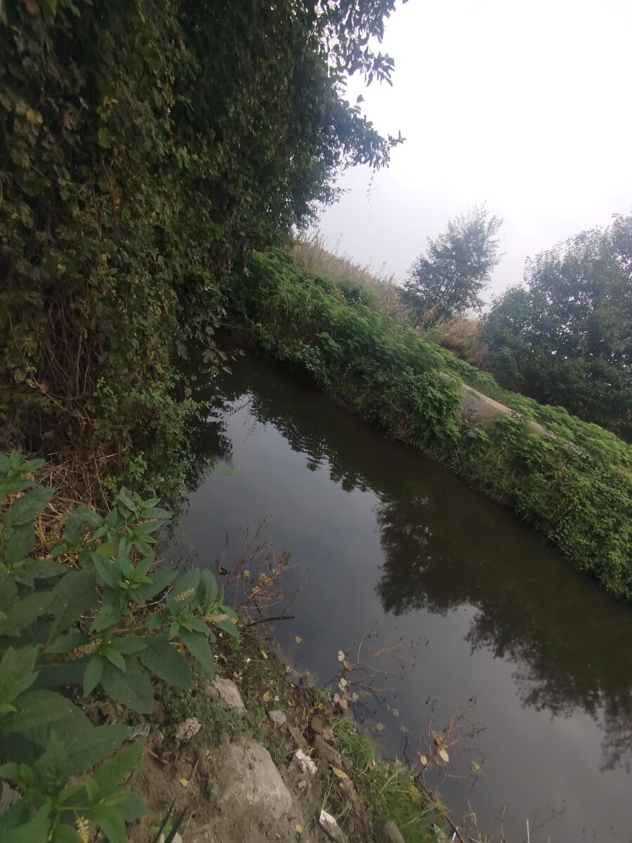 رودخونه در حیاط رودخونه در حیاط
