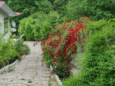 ویلای ییلاقی در دل جنگل های کجور
