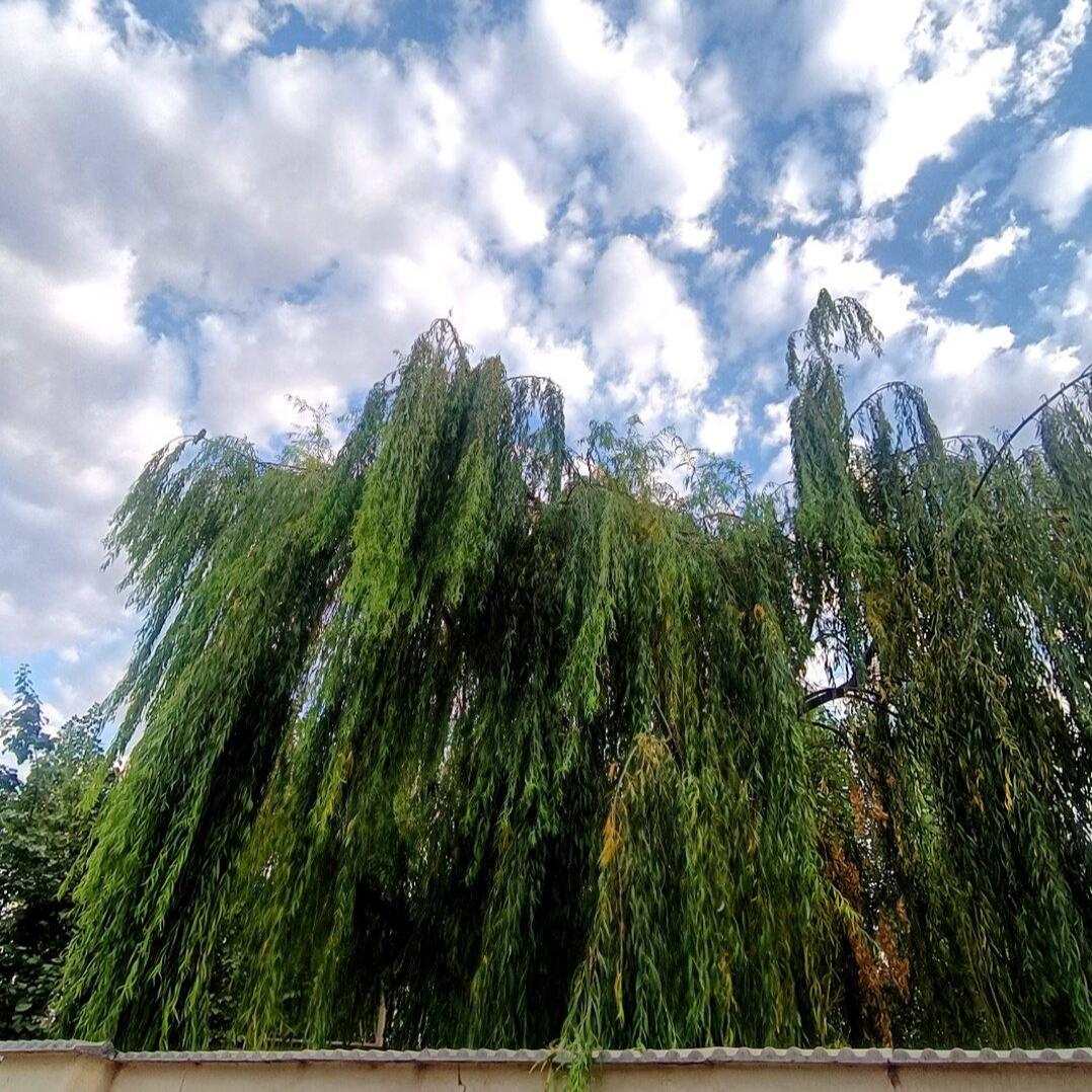 حیاط حیاط