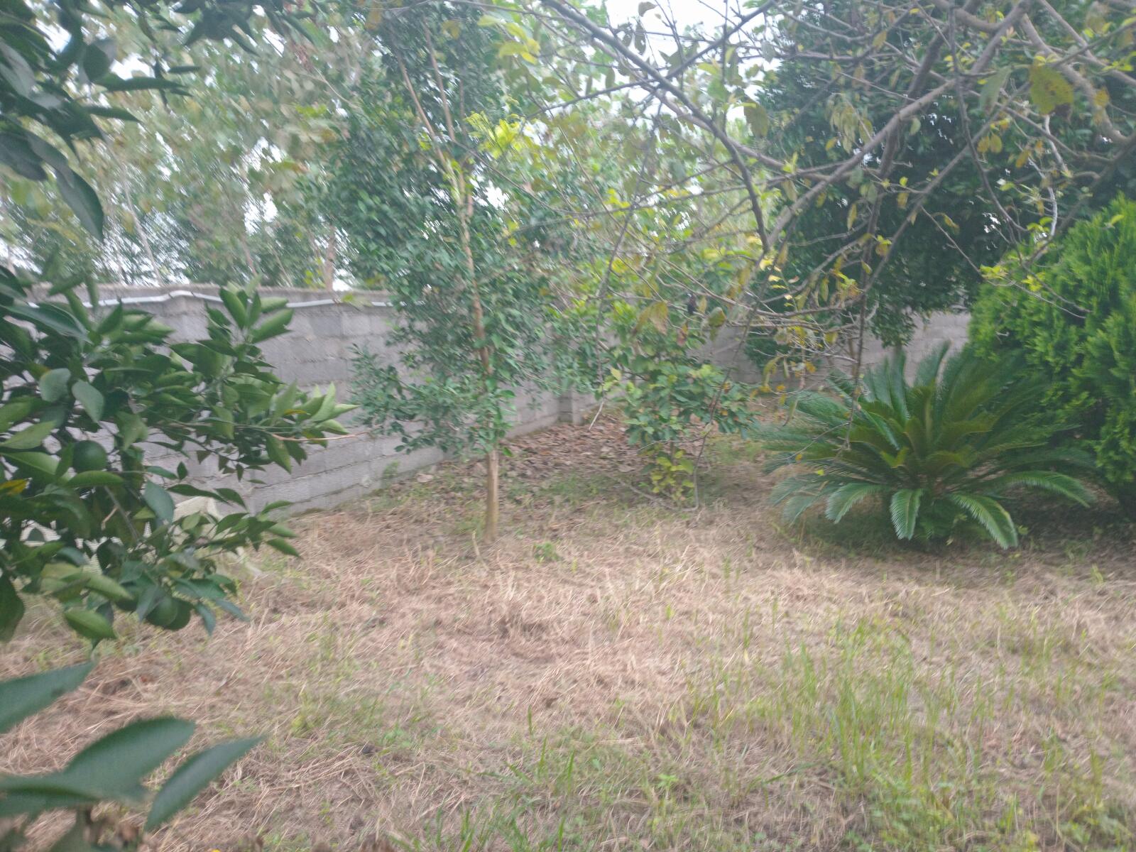 حیاط حیاط